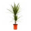 Dragon Plant -GreenScape Sales Store 14220182 2835018746133523