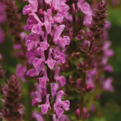 Salvia Marvel Mix 3L -GreenScape Sales Store 14228239 9615058971657418