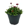 Ibiza Coloured Pot 21cm Bellis Spring 2 Ibiza Coloured Pot 21cm Bellis Spring -GreenScape Sales Store 14237217 1315047259020617