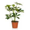 Schefflera - 13cm -GreenScape Sales Store 14237627 1955054817574419