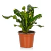 Croton Mix - 13cm -GreenScape Sales Store 14237628 1945054817577113