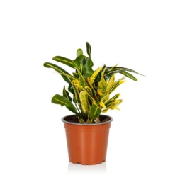 Croton Mix - 13cm -GreenScape Sales Store 14237628 2985054817687687