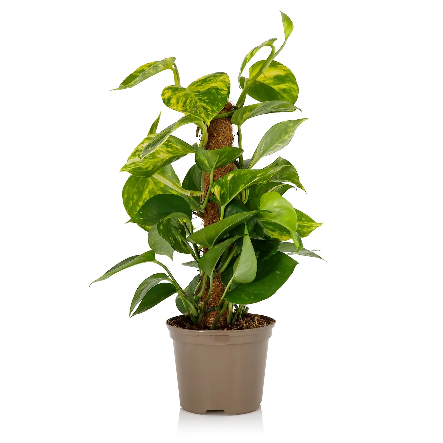 Scindapsus Moss Pole Scindapsus - 17cm 4 Scindapsus Moss Pole Scindapsus - 17cm - Image 2