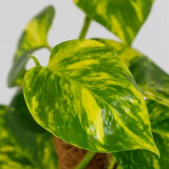 Scindapsus Moss Pole Scindapsus - 17cm 7 Scindapsus Moss Pole Scindapsus - 17cm -GreenScape Sales Store 14237630 6645054817695868