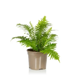 Fern Mix - 17cm 5 Fern Mix - 17cm -GreenScape Sales Store 14237631 1085054817652986