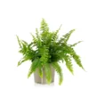Fern Mix - 17cm 1 Fern Mix - 17cm -GreenScape Sales Store 14237631 8655054817575451