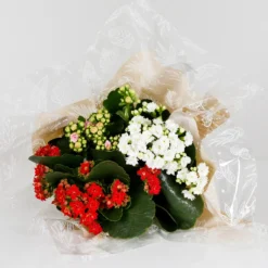Gift Wrapped Kalanchoe - 12cm -GreenScape Sales Store 14237637 1215054817771063