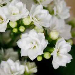 Gift Wrapped Kalanchoe - 12cm -GreenScape Sales Store 14237637 1655054817734493