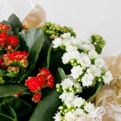 Gift Wrapped Kalanchoe - 12cm -GreenScape Sales Store 14237637 1855054817658278