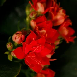 Gift Wrapped Kalanchoe - 12cm -GreenScape Sales Store 14237637 5045054817702570