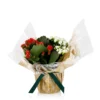 Gift Wrapped Kalanchoe - 12cm -GreenScape Sales Store 14237637 9365054817576849