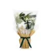 Gift Wrapped Stephanotis - 12cm 1 Gift Wrapped Stephanotis - 12cm -GreenScape Sales Store 14237638 1805053510683009