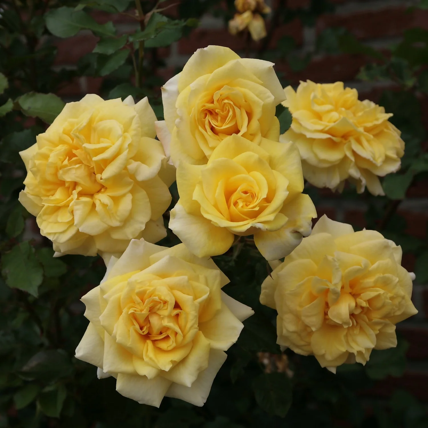 Rose Climbers Mix 5.5L 4 Rose Climbers Mix 5.5L - Image 2