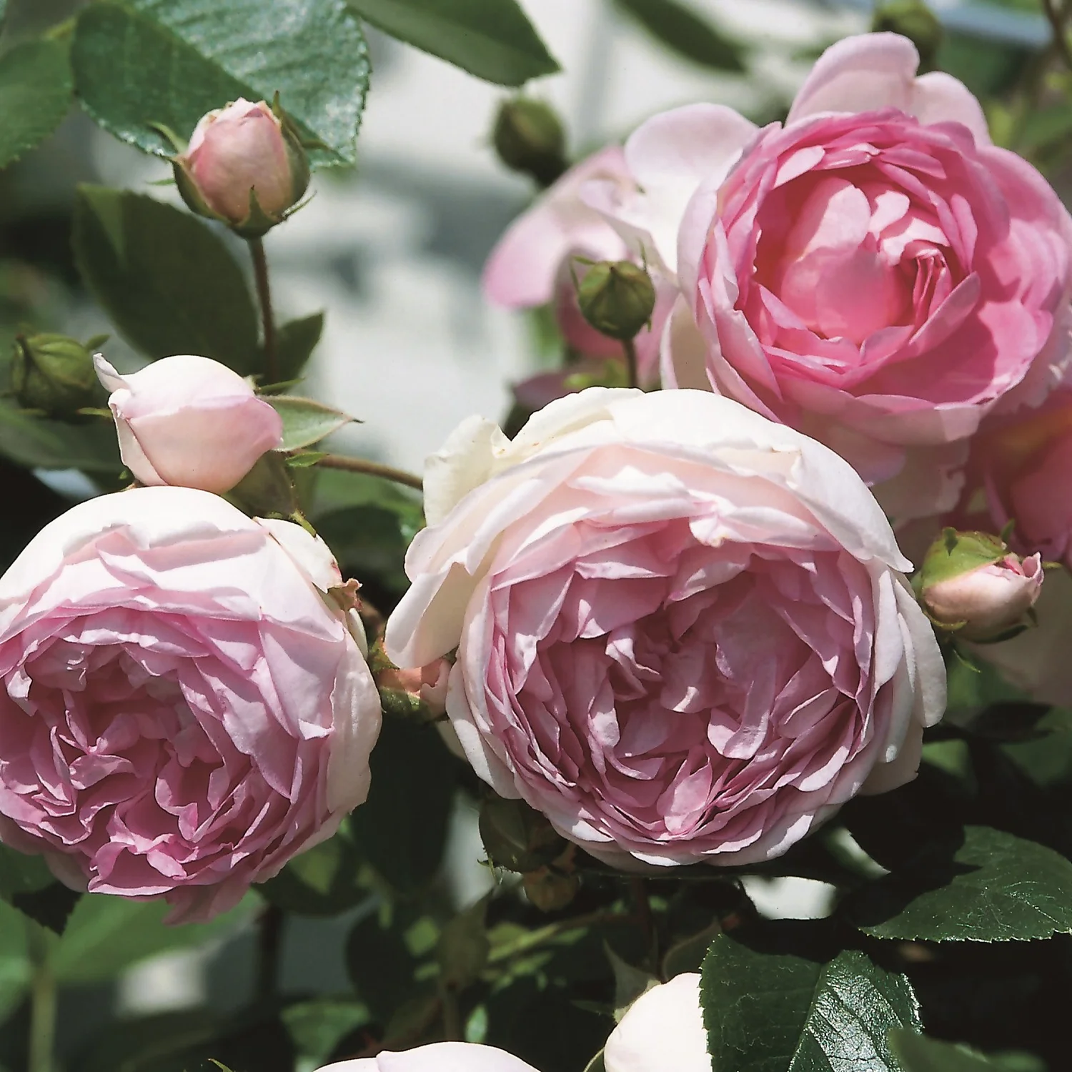 Rose Climbers Mix 5.5L 3 Rose Climbers Mix 5.5L