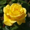 Rose Shrub Yellow Mix 4.5L -GreenScape Sales Store 14238152 1065059714319868