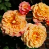 Rose Shrub Orange Mix 4.5L -GreenScape Sales Store 14238153 1655059714571349