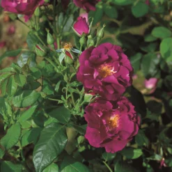 Rose Shrub Purple Mix 4.5L -GreenScape Sales Store 14238154 1315058463268265