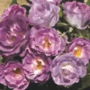 Rose Shrub Purple Mix 4.5L -GreenScape Sales Store 14238154 7235058463245174