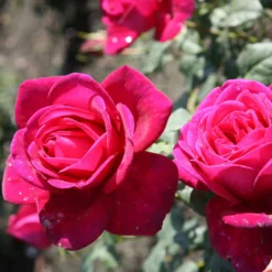 Rose Shrub Purple Mix 4.5L -GreenScape Sales Store 14238154 7385058463293621