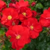 Rose Shrub Red Mix 4.5L -GreenScape Sales Store 14238155 1945058463187928