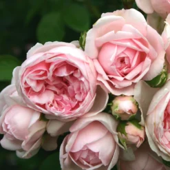 Rose Shrub Pink Mix 4.5L -GreenScape Sales Store 14238156 1085058463663980