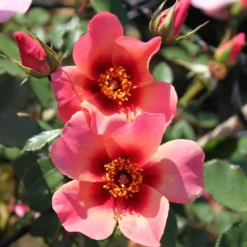 Rose Shrub Pink Mix 4.5L -GreenScape Sales Store 14238156 1495058463862559