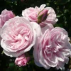 Rose Shrub Pink Mix 4.5L 1 Rose Shrub Pink Mix 4.5L -GreenScape Sales Store 14238156 2105058463426335