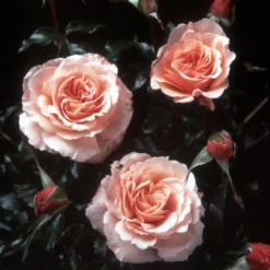 Rose Shrub Pink Mix 4.5L -GreenScape Sales Store 14238156 3355058463469598