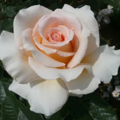 Rose Shrub Pink Mix 4.5L -GreenScape Sales Store 14238156 4315058463620135