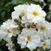Rose Shrub White Mix 4.5L -GreenScape Sales Store 14238157 1455058463183374
