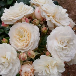 Rose Shrub White Mix 4.5L -GreenScape Sales Store 14238157 2055058463207389