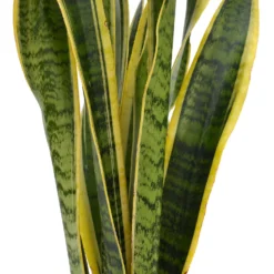 None Sansevieria Trifasciata Laurentii (Mother In Law's Tonque Or Snake Plant) In 19cm Pot 5 None Sansevieria Trifasciata Laurentii (Mother In Law's Tonque Or Snake Plant) In 19cm Pot -GreenScape Sales Store 14241168 5615030707158711