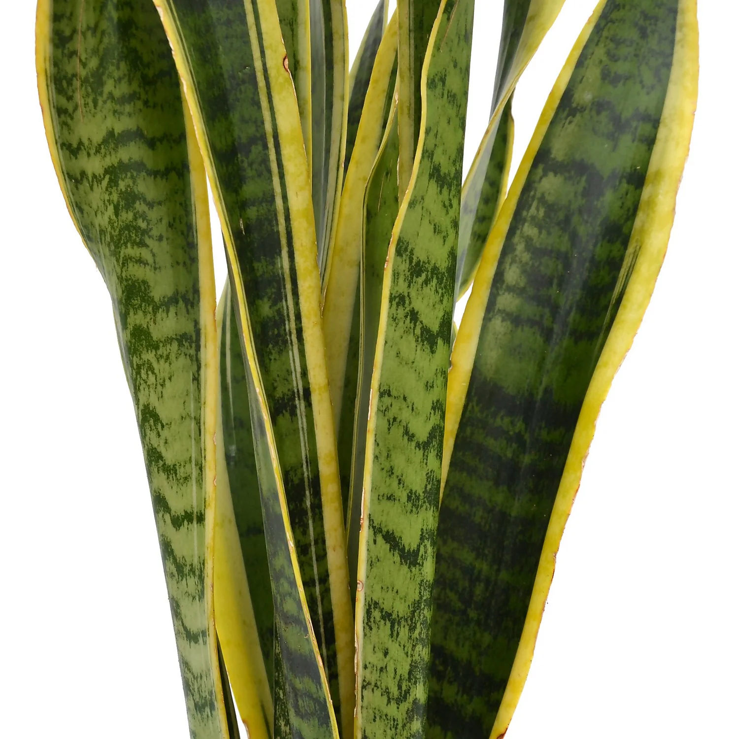None Sansevieria Trifasciata Laurentii (Mother In Law's Tonque Or Snake Plant) In 19cm Pot 4 None Sansevieria Trifasciata Laurentii (Mother In Law's Tonque Or Snake Plant) In 19cm Pot - Image 2