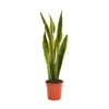 None Sansevieria Trifasciata Laurentii (Mother In Law's Tonque Or Snake Plant) In 19cm Pot 1 None Sansevieria Trifasciata Laurentii (Mother In Law's Tonque Or Snake Plant) In 19cm Pot -GreenScape Sales Store 14241168 7025030707117662