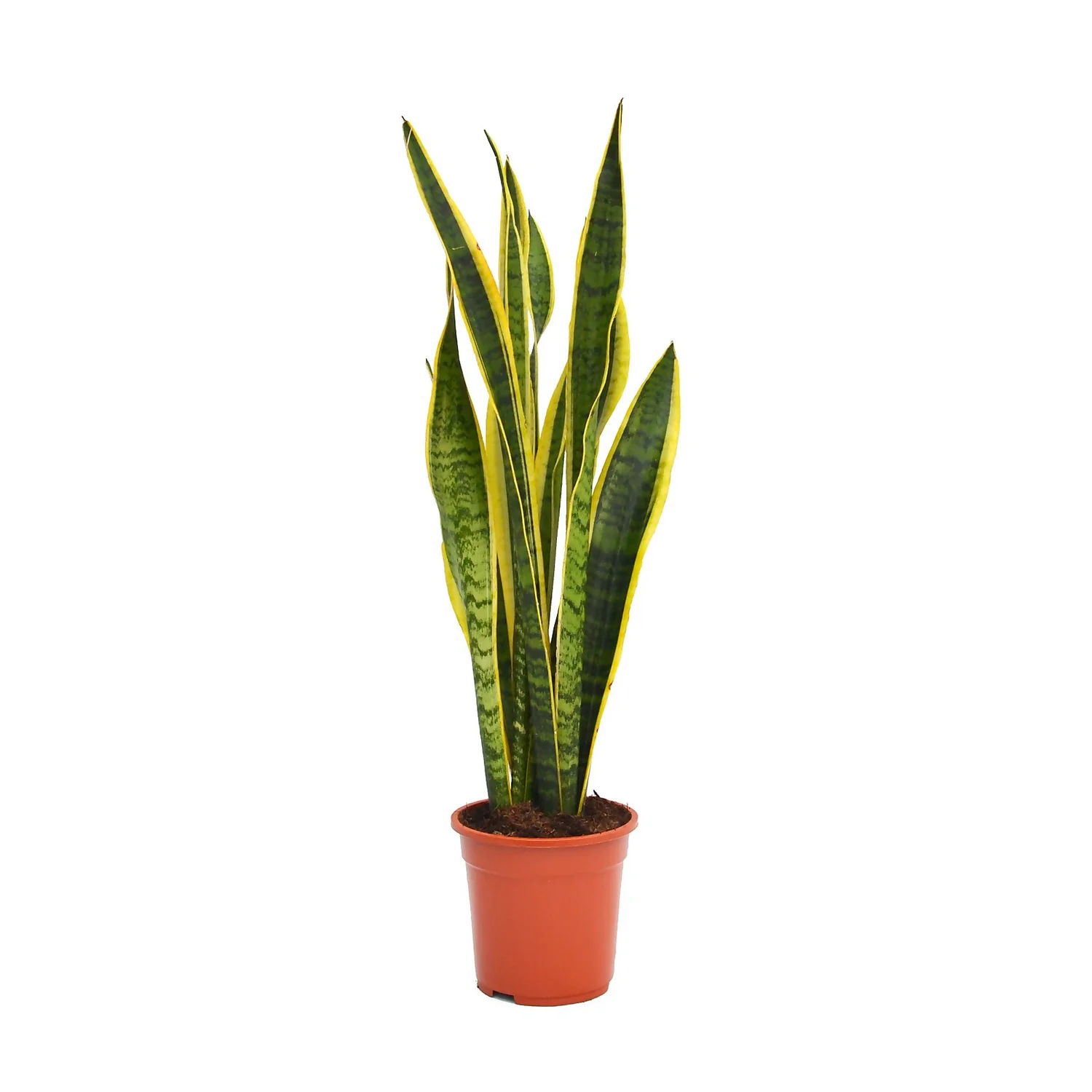 None Sansevieria Trifasciata Laurentii (Mother In Law's Tonque Or Snake Plant) In 19cm Pot 3 None Sansevieria Trifasciata Laurentii (Mother In Law's Tonque Or Snake Plant) In 19cm Pot