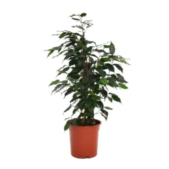 None Ficus Benjamina/elastica Mix 19cm 7 None Ficus Benjamina/elastica Mix 19cm -GreenScape Sales Store 14241169 4725033581213014