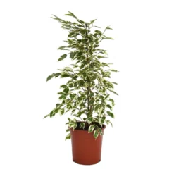 None Ficus Benjamina/elastica Mix 19cm 8 None Ficus Benjamina/elastica Mix 19cm -GreenScape Sales Store 14241169 6025033581248414