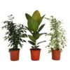 None Ficus Benjamina/elastica Mix 19cm -GreenScape Sales Store 14241169 8775033581173861