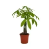 None Pachira Aquatica (Money Tree) - 17cm 1 None Pachira Aquatica (Money Tree) - 17cm -GreenScape Sales Store 14241170 5625032780138896