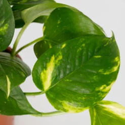 Scindapsus Trailing Mix - 13cm -GreenScape Sales Store 14242804 1455054818385040