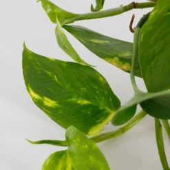 Scindapsus Trailing Mix - 13cm -GreenScape Sales Store 14242804 5245054818349478