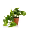 Scindapsus Trailing Mix - 13cm 2 Scindapsus Trailing Mix - 13cm -GreenScape Sales Store 14242804 5855054818244046