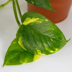 Scindapsus Trailing Mix - 13cm -GreenScape Sales Store 14242804 6145054818308228