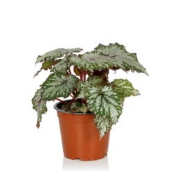 Begonia Beleaf - 13cm -GreenScape Sales Store 14265616 1115054817433557