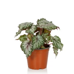 Begonia Beleaf - 13cm -GreenScape Sales Store 14265616 1335054817394683