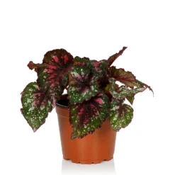 Begonia Beleaf - 13cm -GreenScape Sales Store 14265616 1935054817311115
