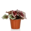 Begonia Beleaf - 13cm -GreenScape Sales Store 14265616 5245054817270447