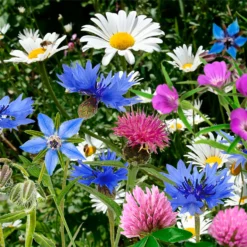 The Red Nose That Grows - The Bee -GreenScape Sales Store 14266477 1985028117729246