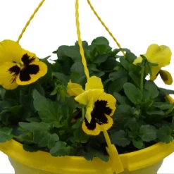 Spring Pansy/Viola Coloured Hang Pot 25cm -GreenScape Sales Store 14300056 1405032495612608