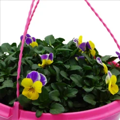 Spring Pansy/Viola Coloured Hang Pot 25cm -GreenScape Sales Store 14300056 1675032495322793